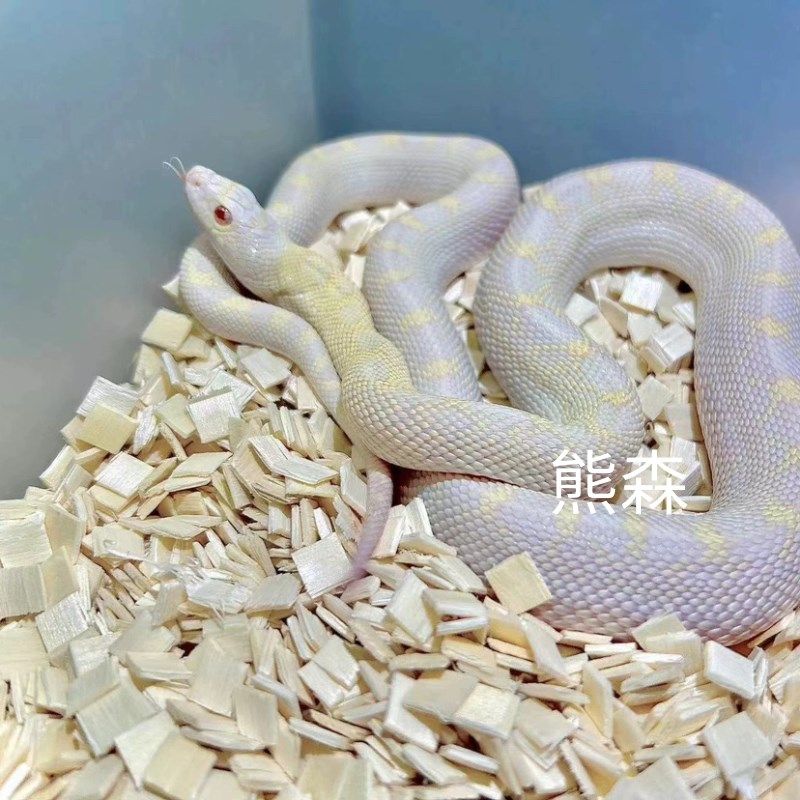 爬宠垫材白杨木片垫料8*8毫米小方木造景专用宠物蛇用品,淘宝优惠券,粉丝福利购,淘宝优惠卷