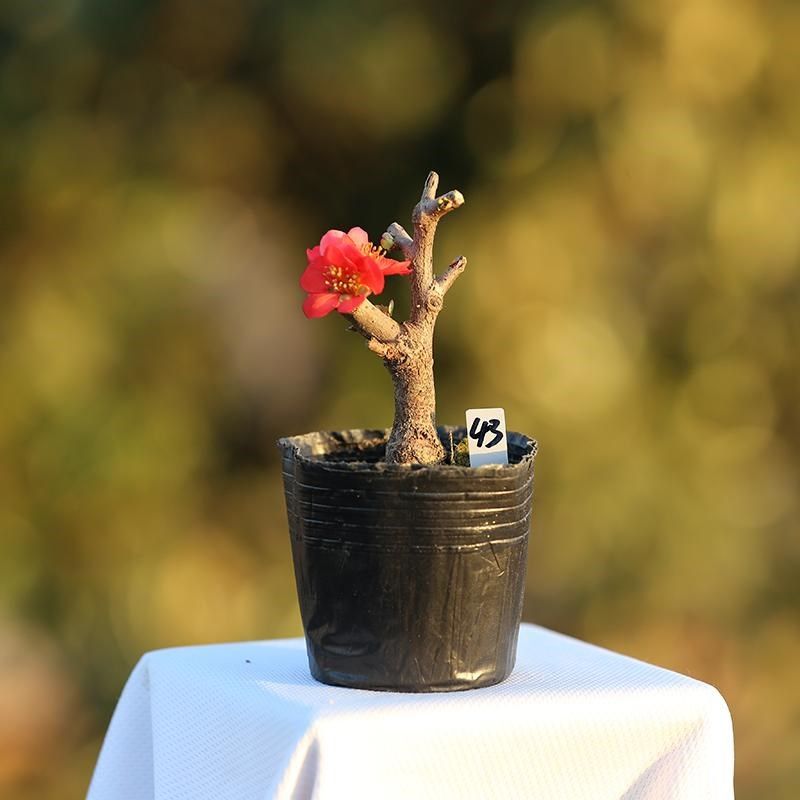 精品长寿宝海棠复色出锦长寿梅原生微型盆景苗带花苞小叶东阳锦,淘宝优惠券,粉丝福利购,淘宝优惠卷