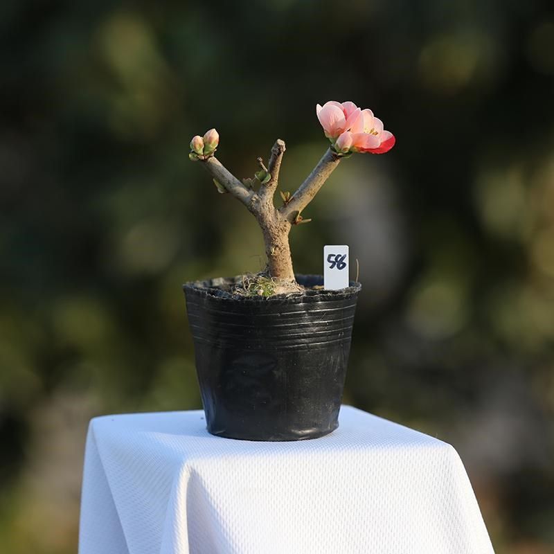 精品长寿宝海棠复色出锦长寿梅原生微型盆景苗带花苞小叶东阳锦,淘宝优惠券,粉丝福利购,淘宝优惠卷