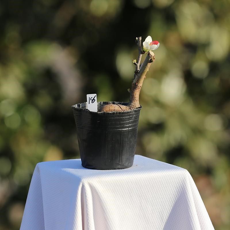 精品长寿宝海棠复色出锦长寿梅原生微型盆景苗带花苞小叶东阳锦,淘宝优惠券,粉丝福利购,淘宝优惠卷