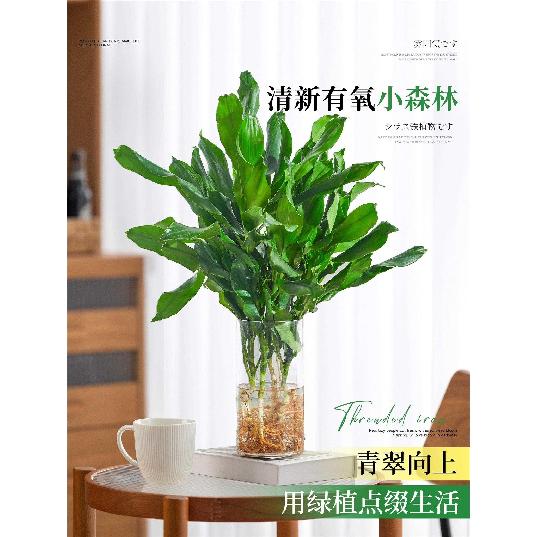 水培植物高大螺纹铁观叶绿植客厅室内好养无土纯水培盆栽四季常青 - 图3