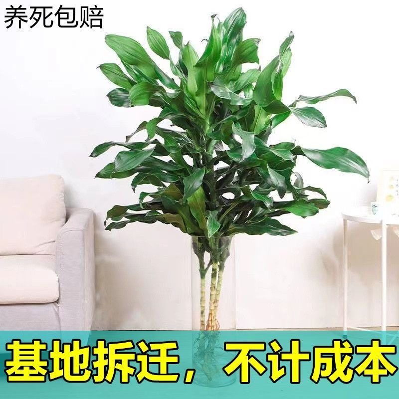 水培植物高大螺纹铁观叶绿植客厅室内好养无土纯水培盆栽四季常青 - 图1