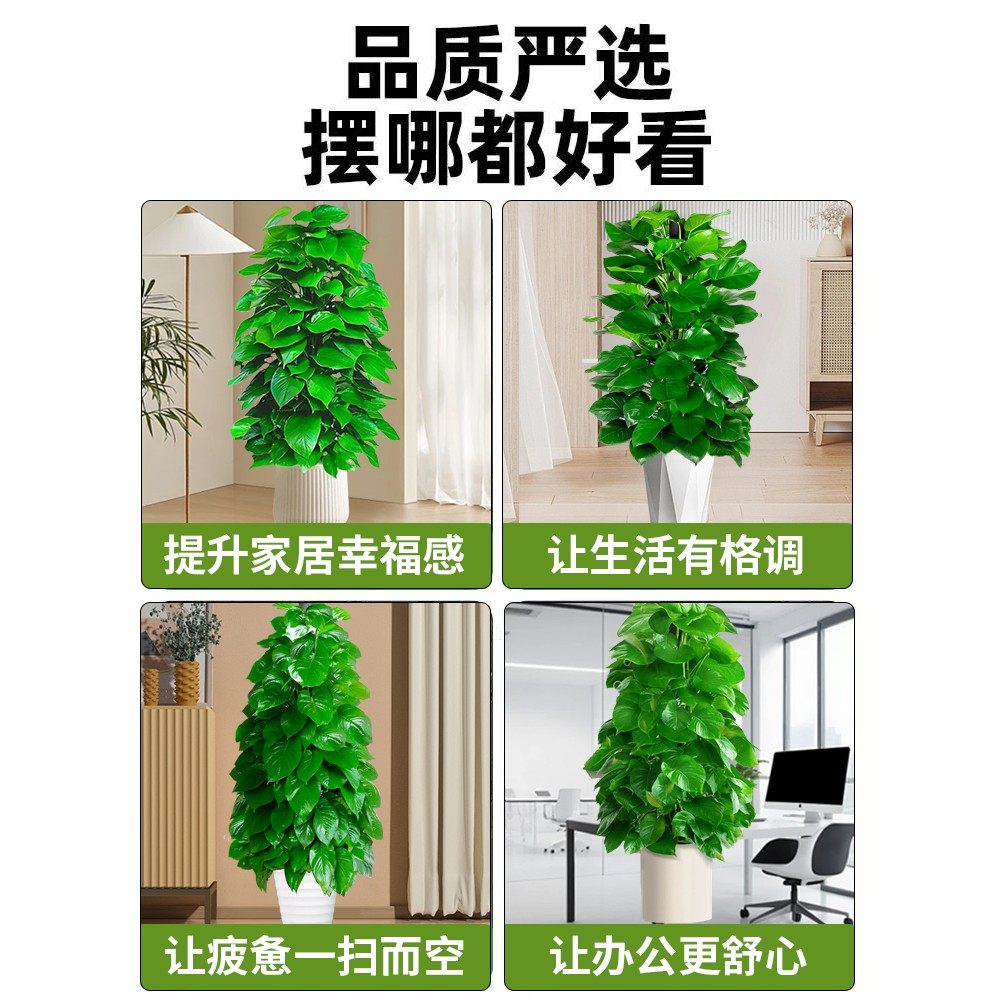 大叶绿萝柱客厅大盆栽室内大型绿植新房除甲醛净化空气植物好养活,淘宝优惠券,粉丝福利购,淘宝优惠卷