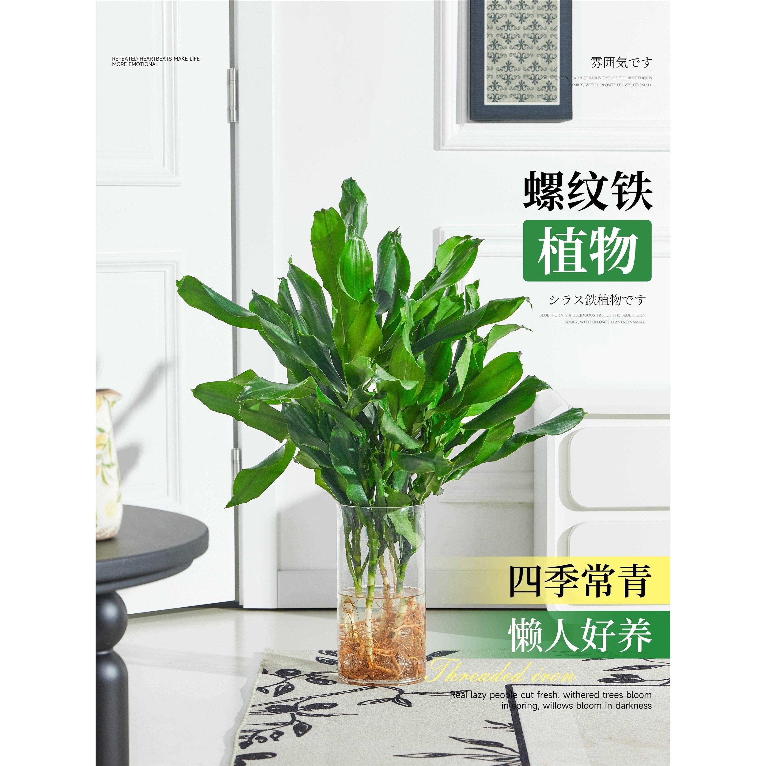 水培植物高大螺纹铁观叶绿植客厅室内好养无土纯水培盆栽四季常青 - 图0