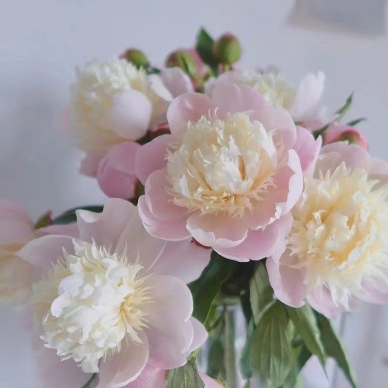 四月芍药鲜花蓝梦重瓣小芍药凤羽落金池鲜花花瓶酒店花艺花瓶插花,淘宝优惠券,粉丝福利购,淘宝优惠卷