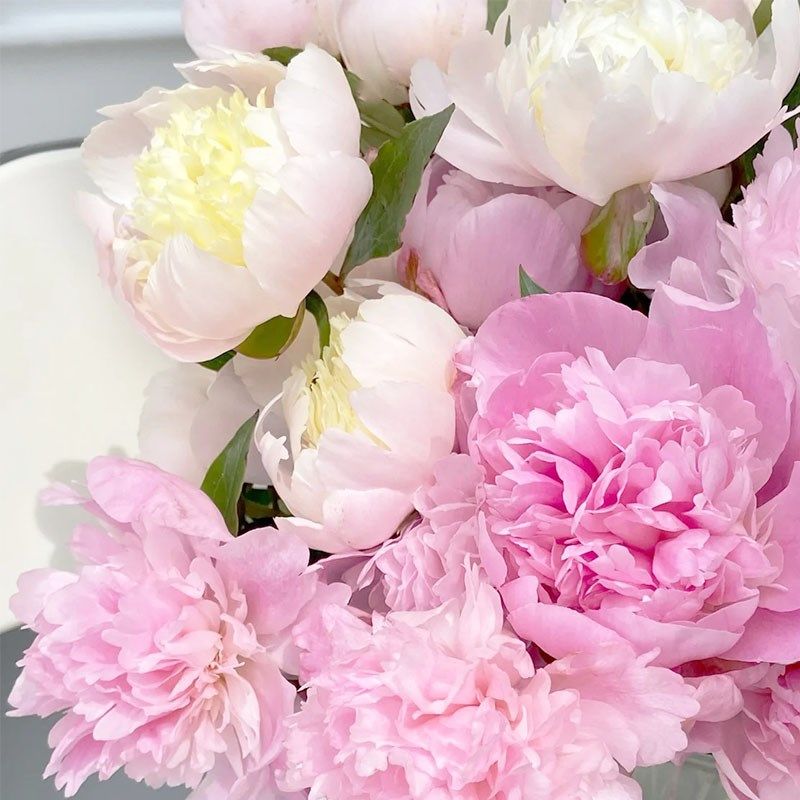 四月芍药鲜花蓝梦重瓣小芍药凤羽落金池鲜花花瓶酒店花艺花瓶插花,淘宝优惠券,粉丝福利购,淘宝优惠卷