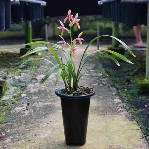 建兰名品仙山红经典红花浓香阳台花苞兰花苗室内名贵好养花卉 - 图1