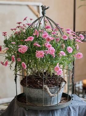 掬涵欧式铁艺装饰鸟笼花器摆件烛台插花吊兰花盆复古悬挂橱窗道具