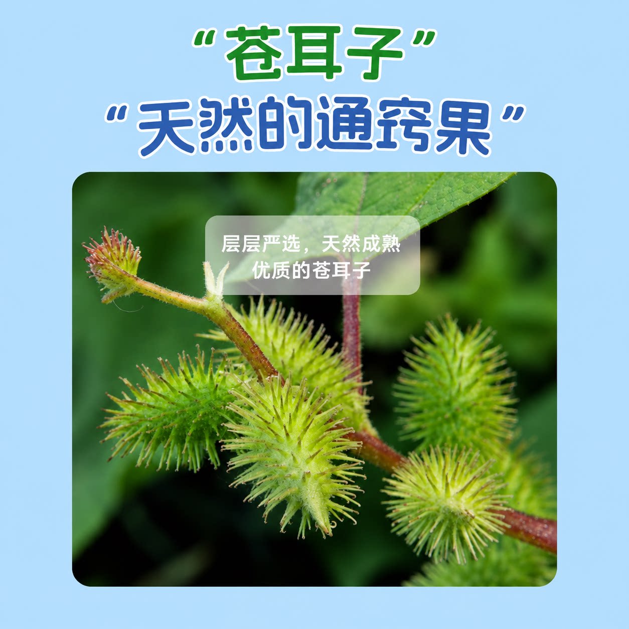 葵花苍耳子鼻舒贴12贴