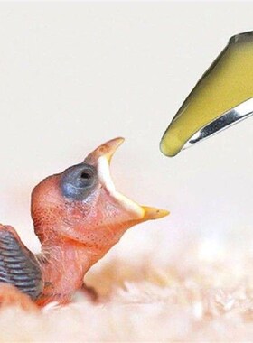 Pet Bird Feeder Spoons Bulk 10Pcs Newborn Bird Feeding