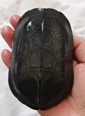 天然完整真墨龟草乌龟壳完整龟板六爻工具文玩手把挂摆件富甲天下