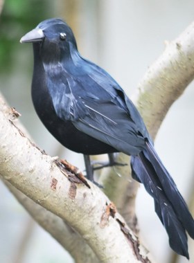 万圣节乌鸦装饰摆件仿真黑色羽毛小鸟装饰品场景布置道具拍照用品