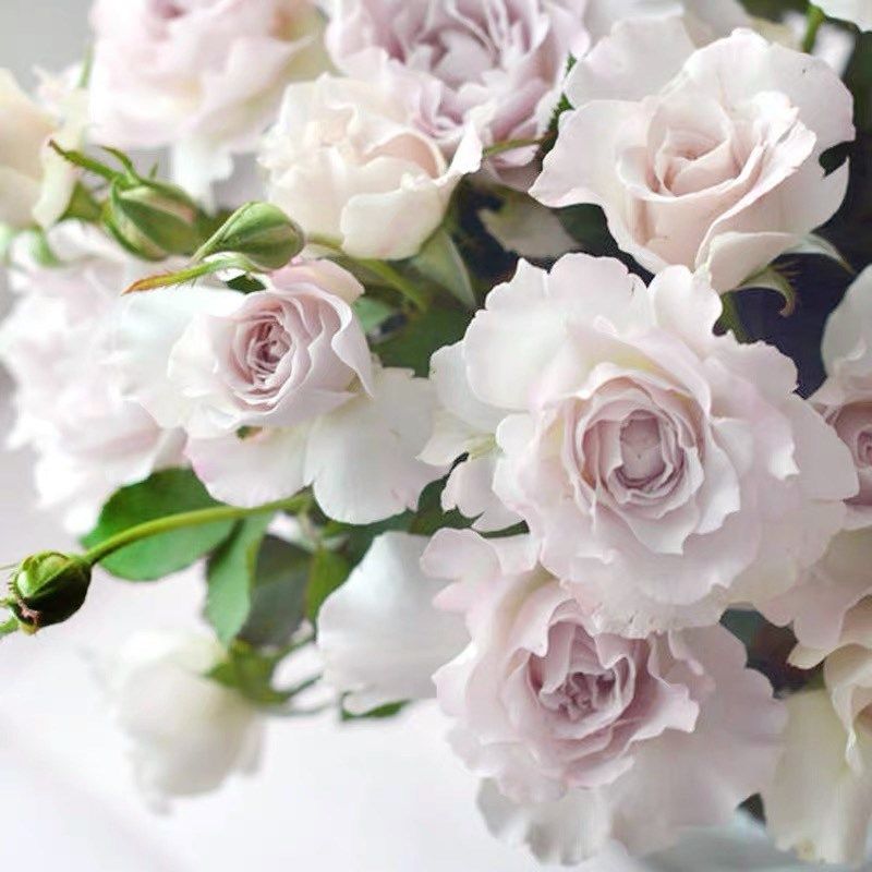 河本新品 萨菲/莎菲天使月季长势快 勤花 花径大 多季节重复开花,淘宝优惠券,粉丝福利购,淘宝优惠卷