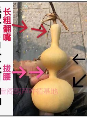 双扁肚小三挺葫芦种大长粗翻嘴稳坐型特大中八宝宫廷庭亚腰杆子籽