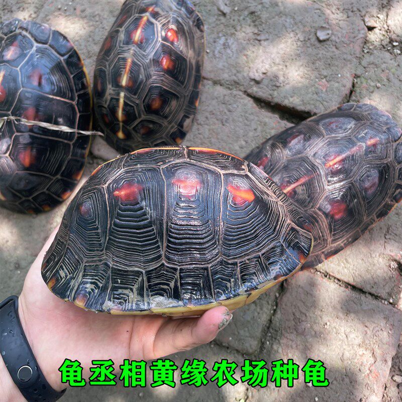 黄缘闭壳龟黄缘龟苗台缘安缘大陆缘浙缘龟仿野养殖自繁殖宠物乌龟,淘宝优惠券,粉丝福利购,淘宝优惠卷