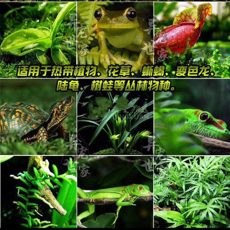 雨林缸自动喷淋变色龙陆龟兰花喷雾加湿器爬虫宠物饲养箱生态造景,淘宝优惠券,粉丝福利购,淘宝优惠卷