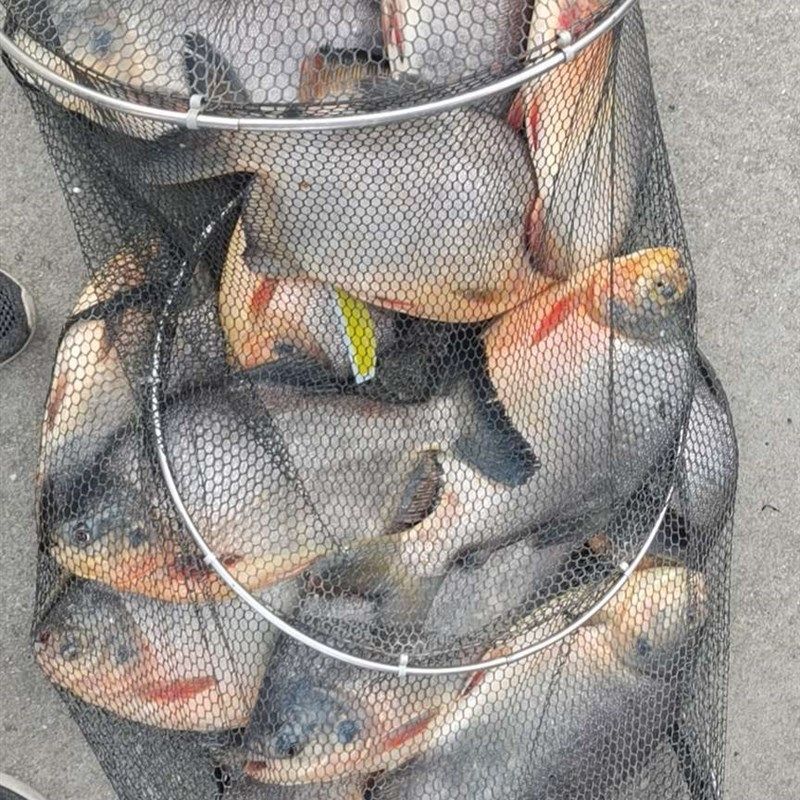 钓鲳鱼肉香颗粒黑坑钓昌鱼红鲳白鲳专用饵料叉尾肉香味皮筋颗粒饵,淘宝优惠券,粉丝福利购,淘宝优惠卷