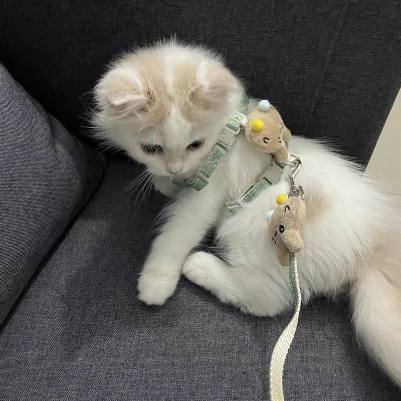 猫咪牵引绳防挣脱宠物兔子外出专用小奶猫布偶遛猫遛狗链子猫绳子,淘宝优惠券,粉丝福利购,淘宝优惠卷