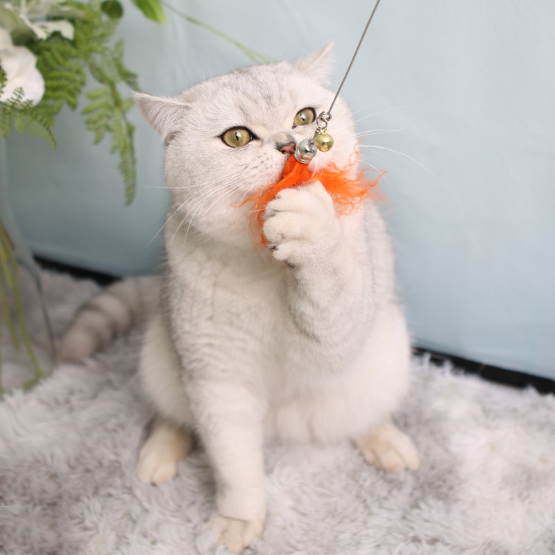 猫咪玩具逗猫棒自嗨毛线长杆钢丝带铃铛小幼猫逗猫神器耐啃咬用品,淘宝优惠券,粉丝福利购,淘宝优惠卷
