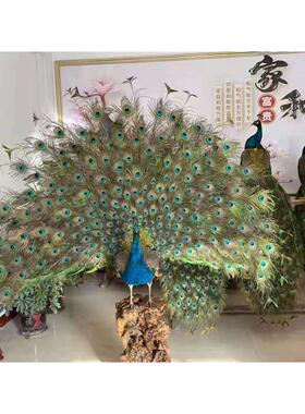 孔雀标本摆件真实羽毛动物新年客厅装饰落地工艺礼品根雕道具模型