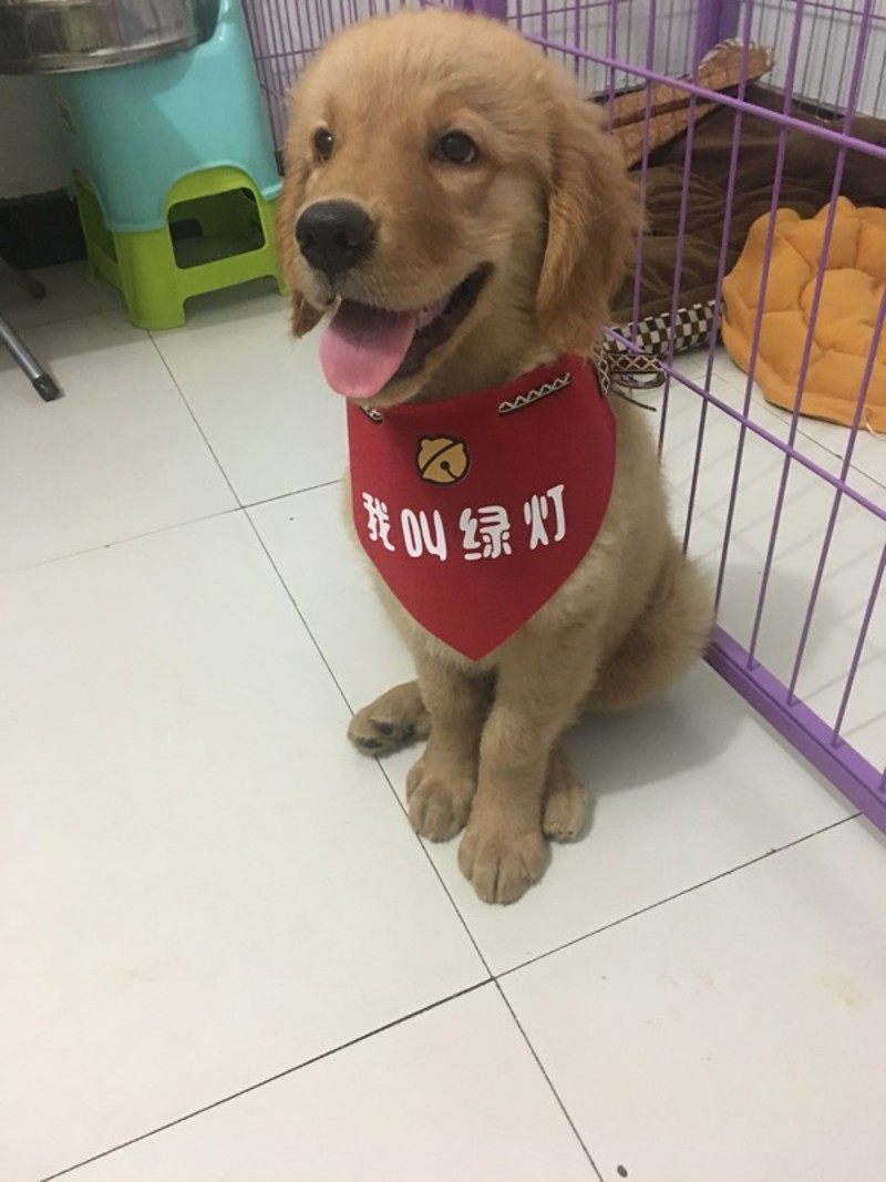 定制宠物三角巾 狗狗围嘴泰迪松狮围脖防水口水巾萨摩金毛哈士奇,淘宝优惠券,粉丝福利购,淘宝优惠卷