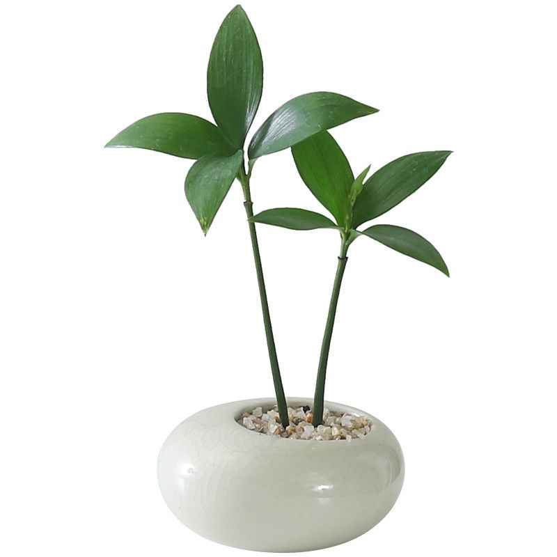 墨西哥铁盆栽创意迷你拇指绿植物室内客厅桌面办公桌花卉四季常青,淘宝优惠券,粉丝福利购,淘宝优惠卷