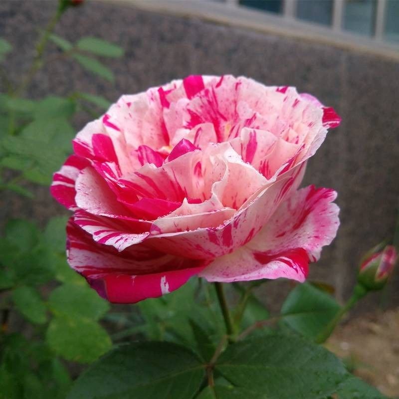 节日礼花 欧月藤本月季花苗 大花条纹玫瑰苗庭院阳台爬藤月季花苗,淘宝优惠券,粉丝福利购,淘宝优惠卷