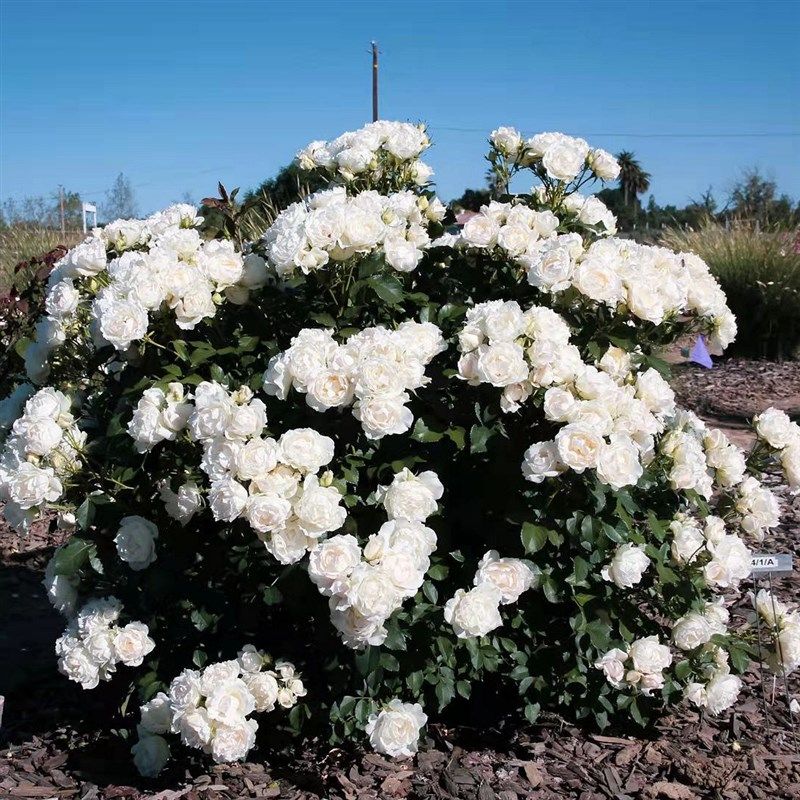 虹越月季花苗爬藤月季灌木冰冠蓝色阴雨龙沙宝石天方夜谭玫昂小姐,淘宝优惠券,粉丝福利购,淘宝优惠卷