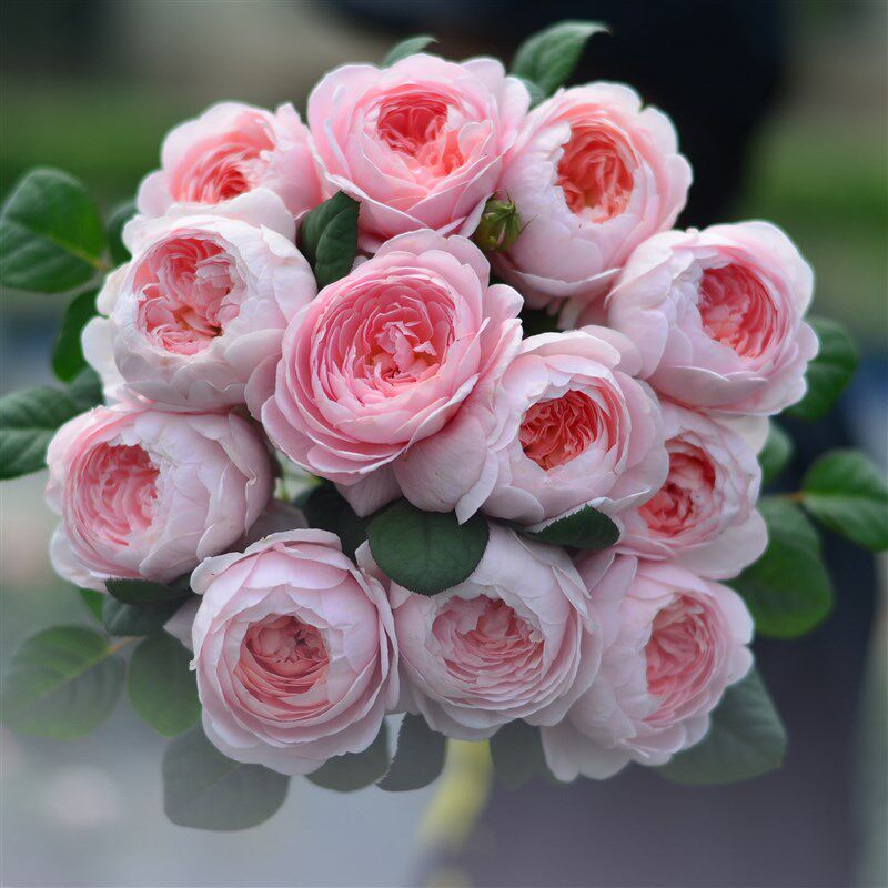 虹越月季花苗爬藤月季灌木冰冠蓝色阴雨龙沙宝石天方夜谭玫昂小姐,淘宝优惠券,粉丝福利购,淘宝优惠卷