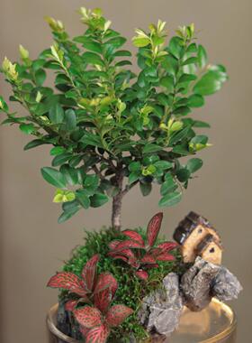 【隐居】小叶紫檀生财造景微景观生态缸室内12*12cm带灯鱼缸