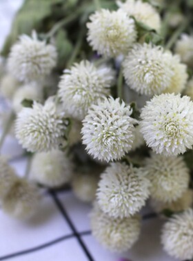 千日红 云南斗南干花束客厅装饰软装小清新插花材配花手工diy真花