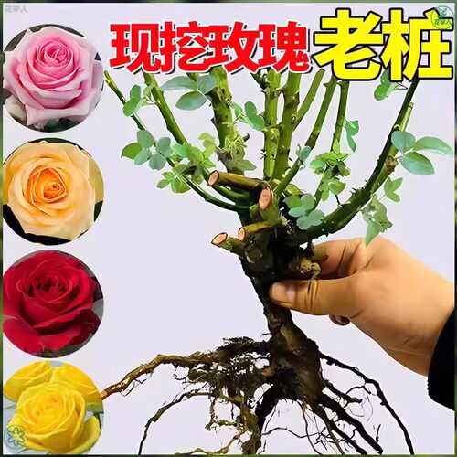 玫瑰老桩大花苗带花苞花卉绿植物盆栽月季蔷薇室内外庭院阳台四季 - 图0