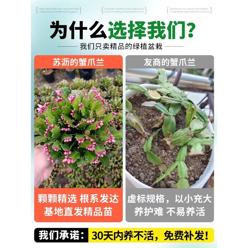 蟹爪兰盆栽带花苞开花多肉绿植物好养嫁接蟹爪莲室内花卉客厅四季,淘宝优惠券,粉丝福利购,淘宝优惠卷