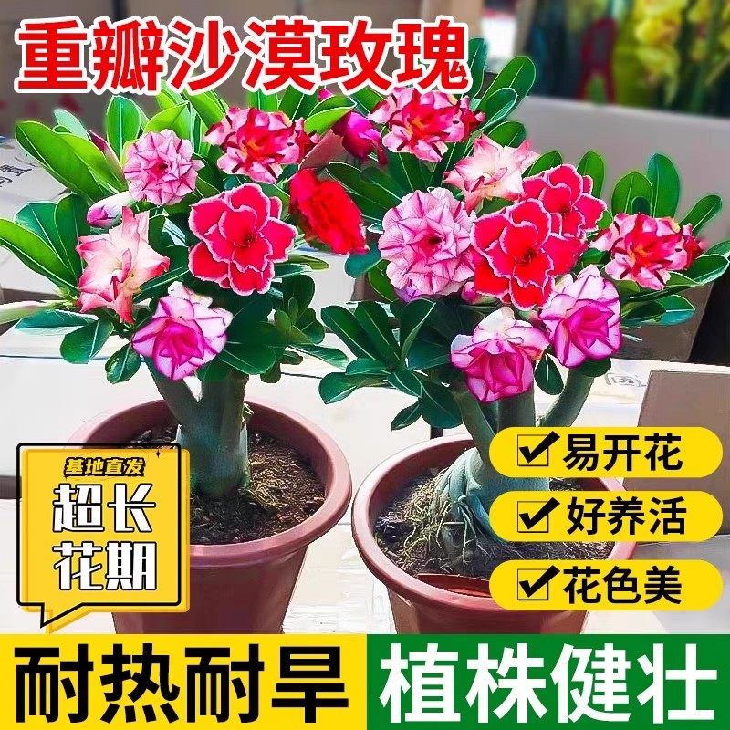 沙漠玫瑰重瓣花苗盆栽室内花阳台绿植老桩重瓣多色带花苞多肉植物,淘宝优惠券,粉丝福利购,淘宝优惠卷