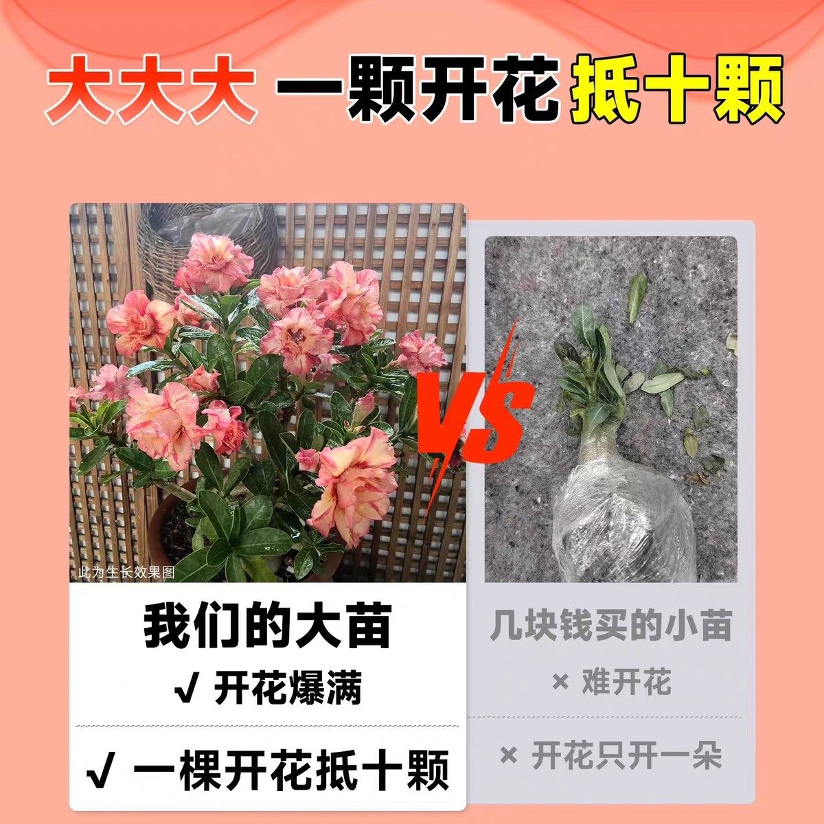 沙漠玫瑰重瓣花苗盆栽室内花阳台绿植老桩重瓣多色带花苞多肉植物,淘宝优惠券,粉丝福利购,淘宝优惠卷