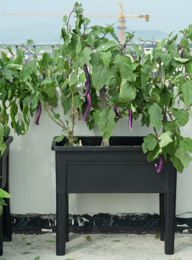 家用蔬菜大种植箱大号花盆户外长方形屋顶塑料种植种菜阳台高脚盆