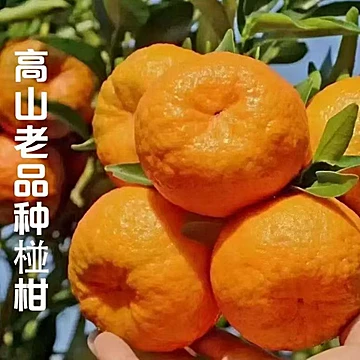 【彩箱】四川丑橘5斤果径80cm+[10元优惠券]-寻折猪