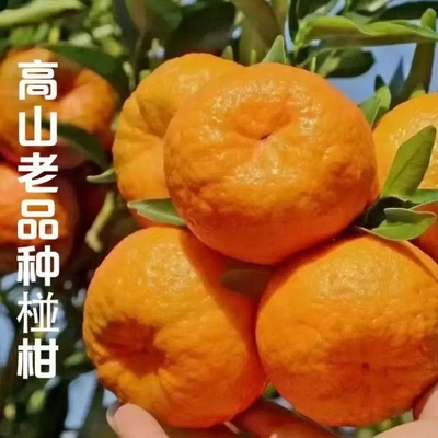 四川不知火丑橘应季新鲜彩箱