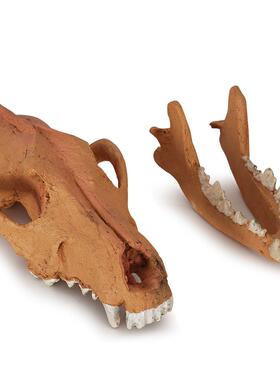 医学头骨家居艺术摆件树脂工艺品 1:1真狼头骨模型树脂骷髅头