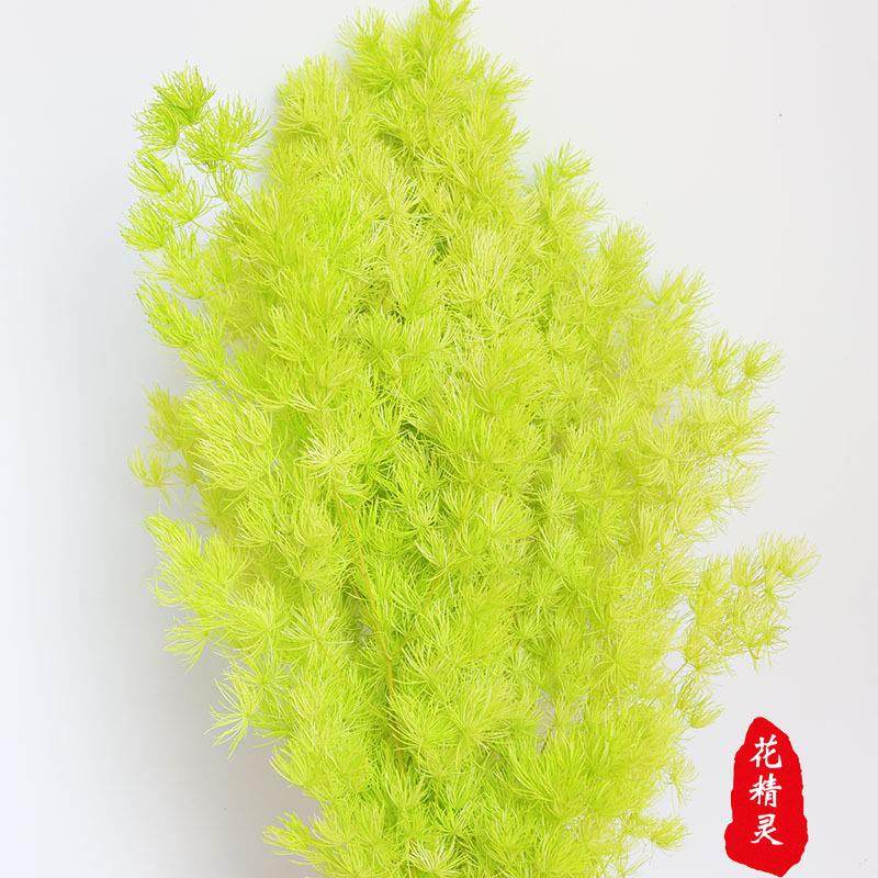 永生花蓬莱松 礼盒玻璃罩制作材料diy花材雪松浮游云南基地,淘宝优惠券,粉丝福利购,淘宝优惠卷