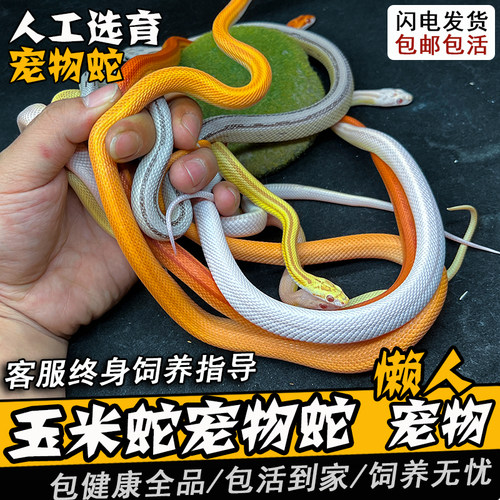 玉米蛇宠物蛇活体真蛇无毒可上手暴风雪黑王奶昔雪白猪鼻加州王蛇 - 图1