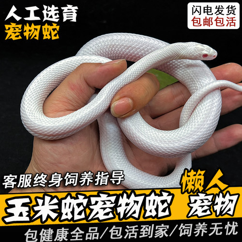 玉米蛇宠物蛇活体真蛇无毒可上手暴风雪黑王奶昔雪白猪鼻加州王蛇 - 图3
