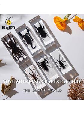 真实树脂昆虫标本真虫甲虫蜘蛛锹甲天牛蝎子螳螂蜥蜴琥珀标本摆件