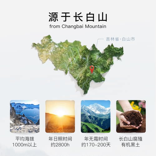长白山正品新鲜保鲜参整支鲜人参家用煲汤泡酒滋补送长辈东北特产 - 图0