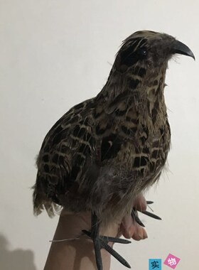 仿真鹌鹑模型园林摆件羽毛动物影视拍摄道具小鸟模型室内鸟笼装饰