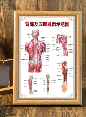 人体骨骼内脏解剖图相框