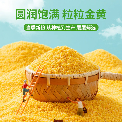 绿之坊当季新米正宗敖汉黄小米赤峰农家自产五谷杂粮主食米油煮粥 - 图2