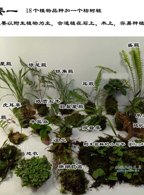 造景用植物热带雨林生态缸微景观室内景观素材套餐组合