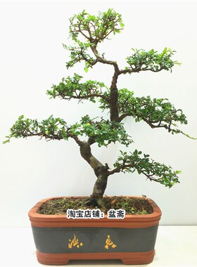 榆树盆景植物大型老桩黄杨雀梅阳台庭院造型红芽小叶榔榆