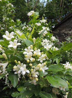 九里香盆景树桩 开花香味十里香七里香悬崖提根阳台庭院熟桩